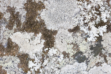 Close-up of different kinds of lichens on a rock.