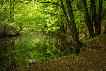 Fototapeta na wymiar Pond in Parkowe nature reserve in Zloty Potok, Silesia, Poland