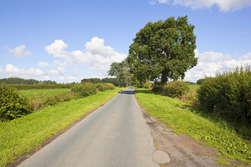 Fototapeta na wymiar tree lined country road