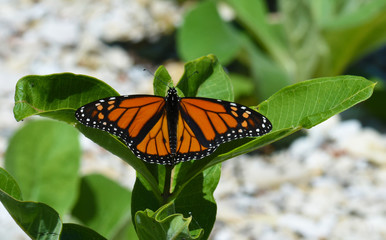 Wings of the milk weed