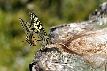 Papilio machaon Linnaeus - Otakarek fenyklový