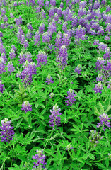 Obraz premium Blue Bonnet Bunch