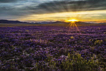 sunset over Carrizo Plains