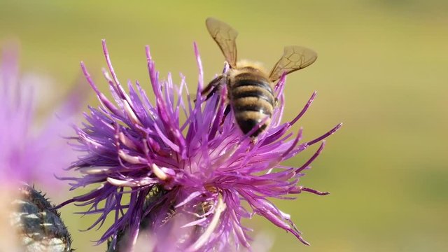 Bee on Violet Thistle Flower Gather Nectar. Carduus Nutans Thistle Flower on Green And Yellow Background in Field. Thistle in the Field in Summer