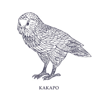 Strigops habroptila - Kakapo, owl parrot. Vector illustration, bird with conservation status.
