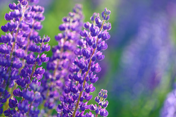 Lupinus, lupin, lupine field with pink purple and blue flowers. Bunch of lupines summer flower background