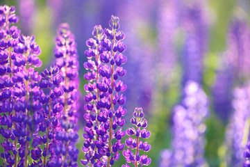 Naklejka premium Lupinus, lupin, lupine field with pink purple and blue flowers. Bunch of lupines summer flower background