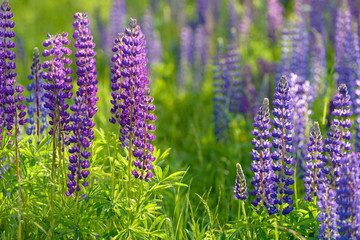 Lupinus, lupin, lupine field with pink purple and blue flowers. Bunch of lupines summer flower background