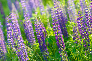 Lupinus, lupin, lupine field with pink purple and blue flowers. Bunch of lupines summer flower background