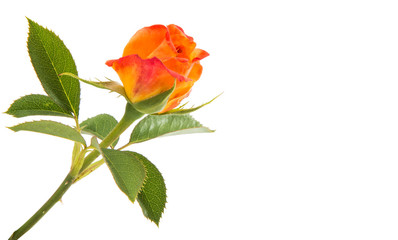 Obraz premium Orange rose isolated