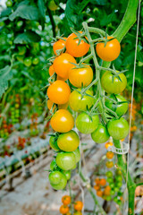 Yellow and Green Heaven