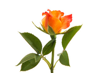 Orange rose isolated