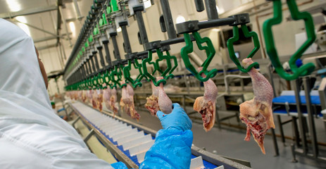 Frigorífico de aves