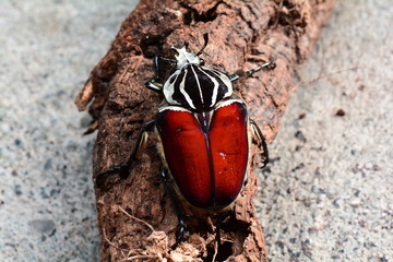 A Giant Goliath beetle roams around its environment looking for action. © Doug Schnurr