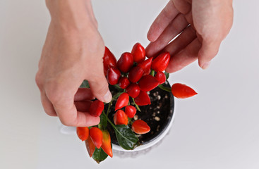 Woman holding potted chili pepper Plant close up. Growing organic herbs for cooking at home