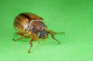 Isolated common cockchafer on green background