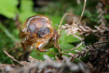 Common cockchafer on plants. Pest in his environment