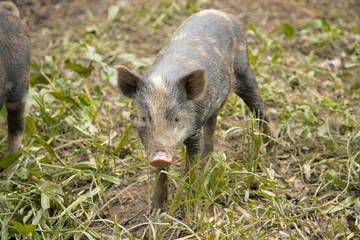 Ossabaw Island hog