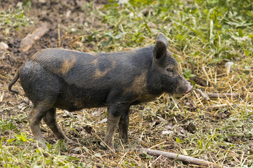 Ossabaw Island hog