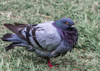 Pigeon