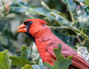 Northern Cardinal