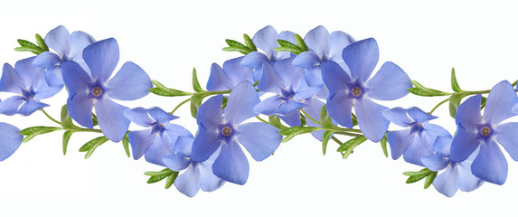Seamless flral pattern border. Wild periwinkle flowers isolated