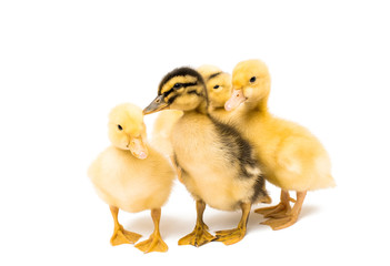 Small geese isolated