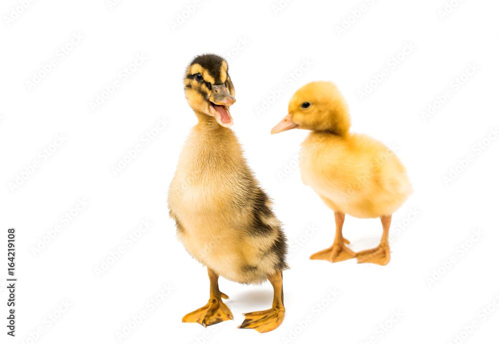 Sticker Small geese isolated