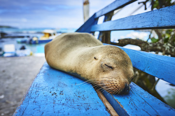 Obraz premium a sleeping sea lion on a blue bench