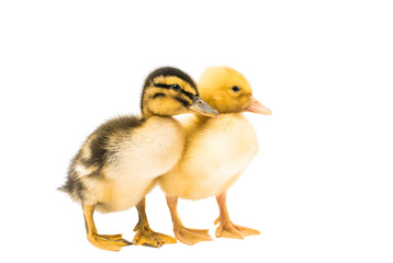 Small geese isolated