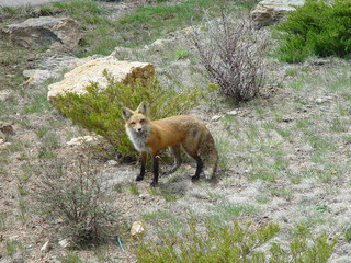 Fox Standing on Rock Staring