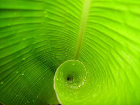 Banana Leaf Close Up