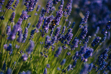 lavender flower  purple nature flowers sun summer