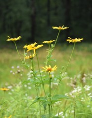 A bunch of daisies 1