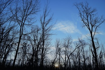 Blue sky and trees 2