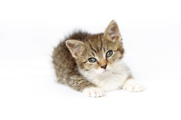 beauty, cat, animal, domestic, pet, mixed breed, young, wild, natur, natural, young, pets, pet, portrait, home, looking, 