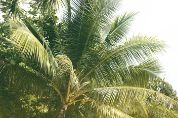 Papier Peint photo Palmier Green palm tree leaf with coconut. Summer travel vintage toned photo.