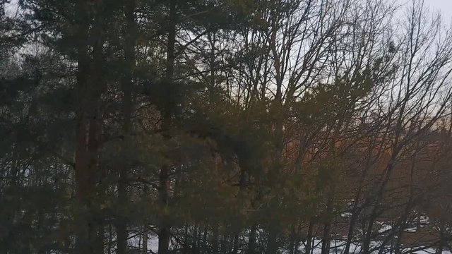 Aerial View, aerial survey drone walk in derelict city park, melting ice crust and perfuse dirt, naked trunks tree,  forgotten place.