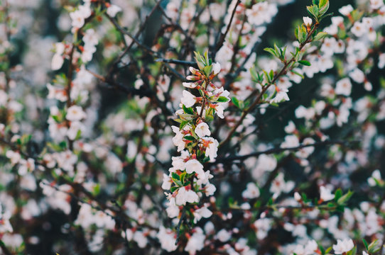 Flower spring