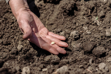 An elderly man planting seeds in the garden