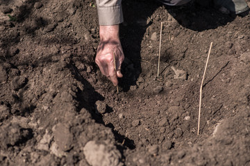 An elderly man planting seeds in the garden