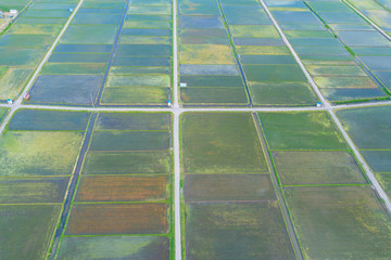 Rice field seen from the sky
