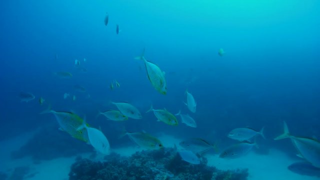 School of orange-spotted trevally floats in blue water - Abu Dabab, Marsa Alam, Red Sea, Egypt, Africa
