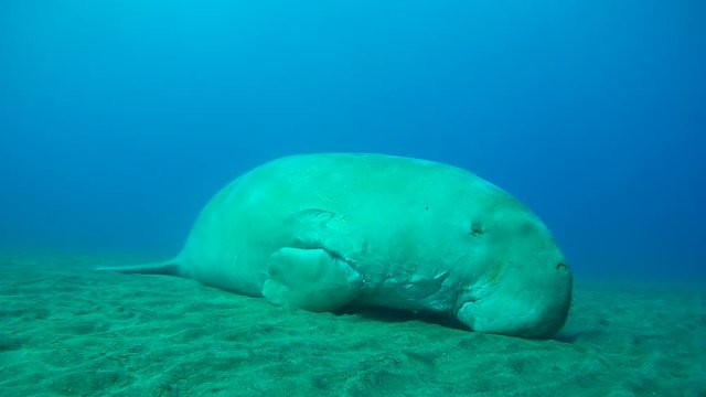 Dugong sleeps on a sandy bottom - Abu Dabab, Marsa Alam, Red Sea, Egypt, Africa
