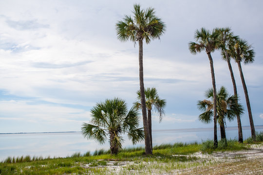 An island in St. Joseph's Bay