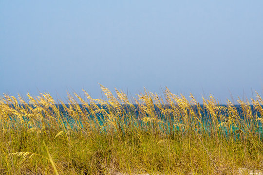 Sea oats on the dunes of the Destin, Florida coast.