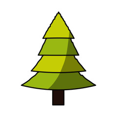 Tree pine isolated