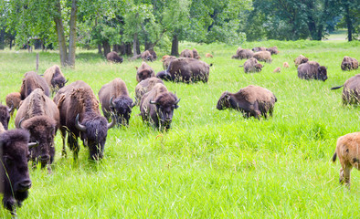 A herd of wild bison with new calves of the season