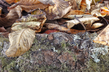 Leaves and Wood