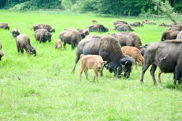 Wild bison grazing the a field